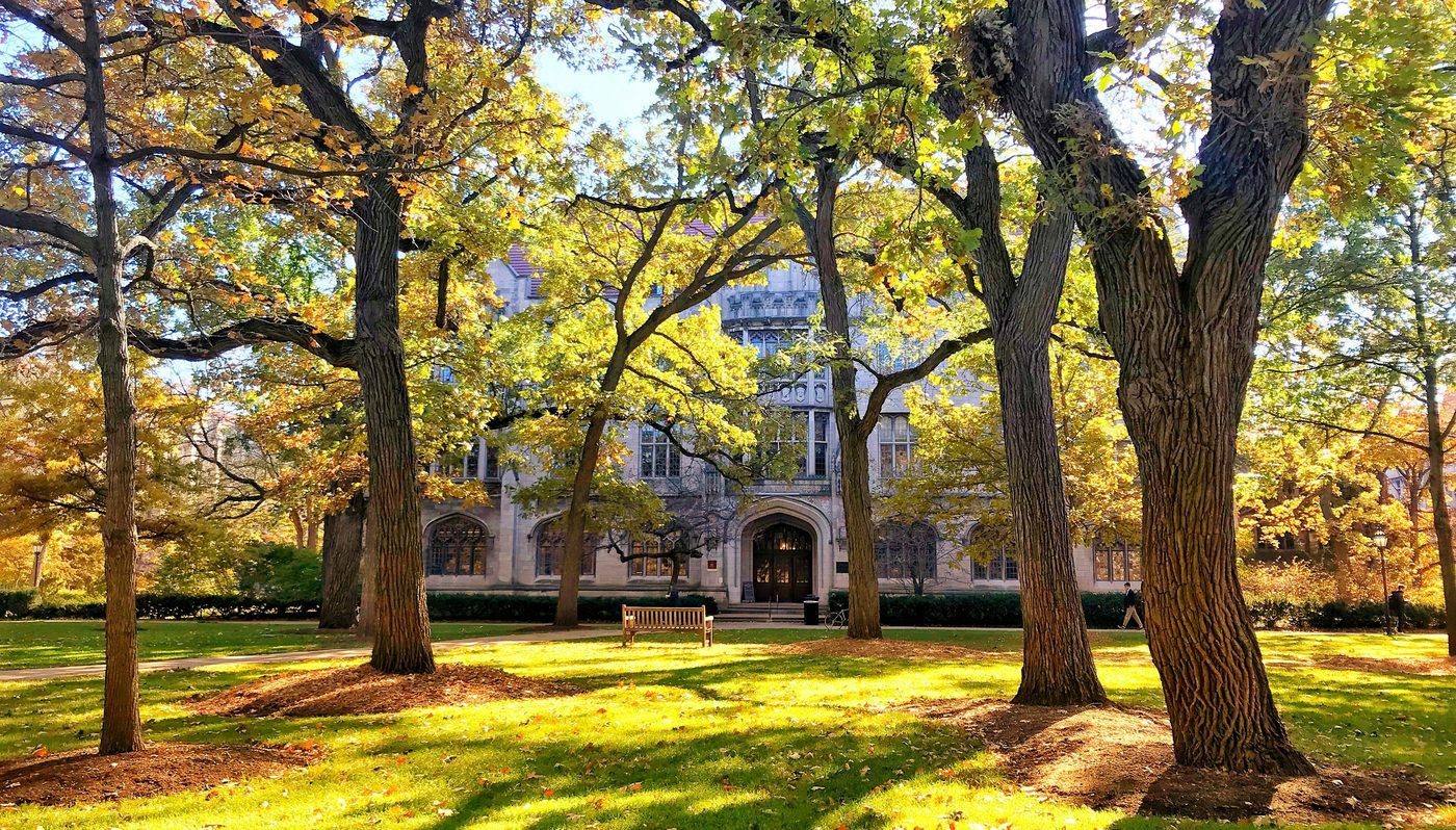 Oak trees in autumn light on the University of Chicago Main Quadrangle